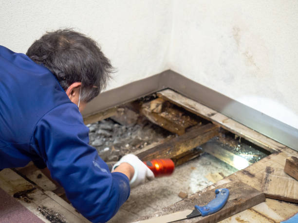 Mold Removal Process in Firebaugh, CA