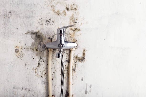 Best Mold Removal Company Near Me  in Firebaugh, CA