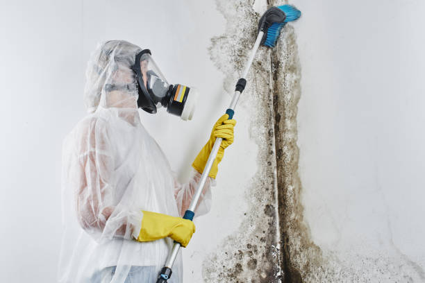 Best Mold Testing  in Firebaugh, CA