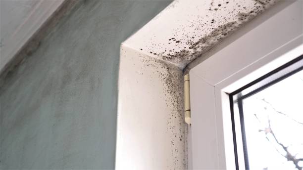 Best Professional Mold Removal  in Firebaugh, CA