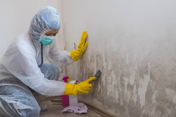 Best Mold Damage Repair  in Firebaugh, CA