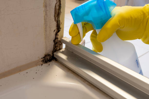 Best Same-Day Mold Removal  in Firebaugh, CA