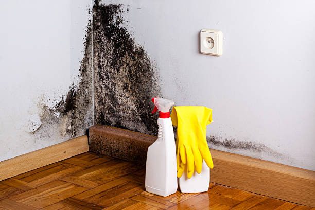 Best Professional Mold Removal  in Firebaugh, CA