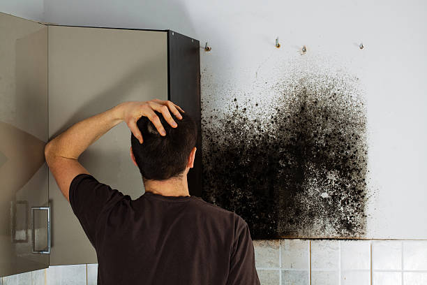 Best Mold Damage Repair  in Firebaugh, CA