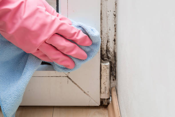 Best Commercial Mold Removal  in Firebaugh, CA