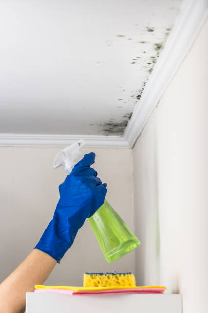 Best Best Mold Removal Companies  in Firebaugh, CA