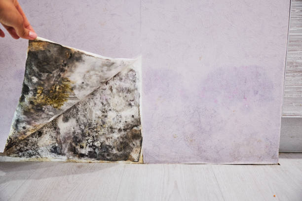 Trusted Firebaugh, CA Mold Removal Experts